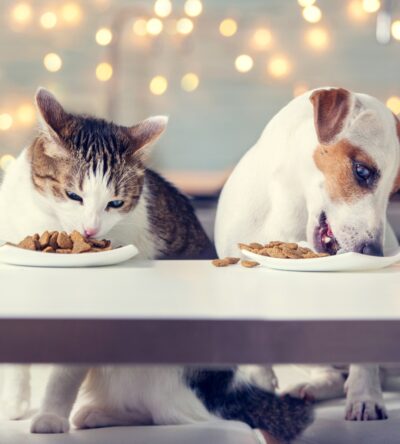 Nutrition canine féline